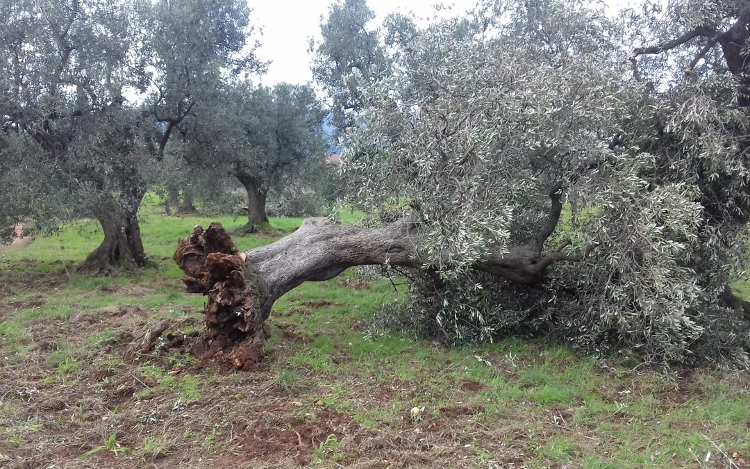 Tromba d’aria in maremma