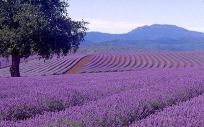 Piante medicinali, aromatiche e da profumo, opportunità in agricoltura