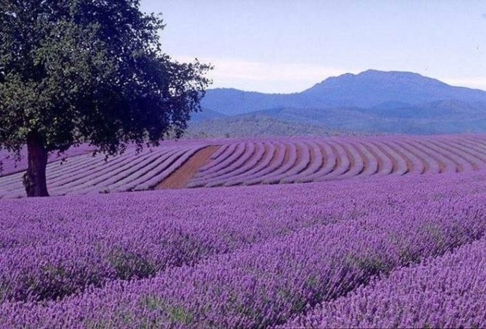 Piante medicinali, aromatiche e da profumo, opportunità in agricoltura