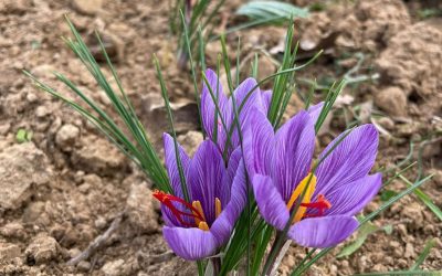 Il valore di un fiore